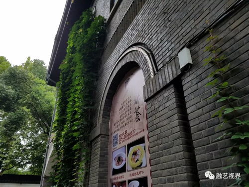 盛夏,那墙爬山虎 三